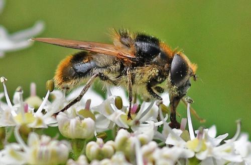 Cheilosia illustrata